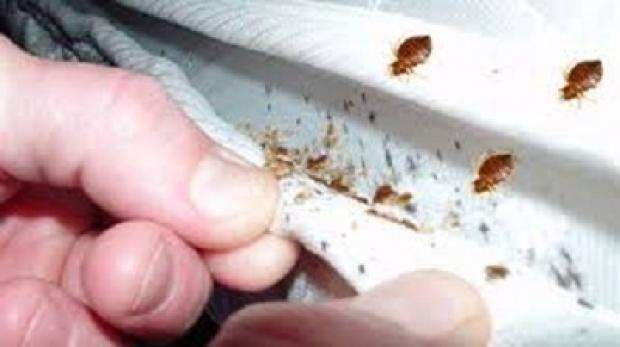 أفضل شركة متخصصة في مكافحة الحشرات بأبوظبي - Bareeq Plus